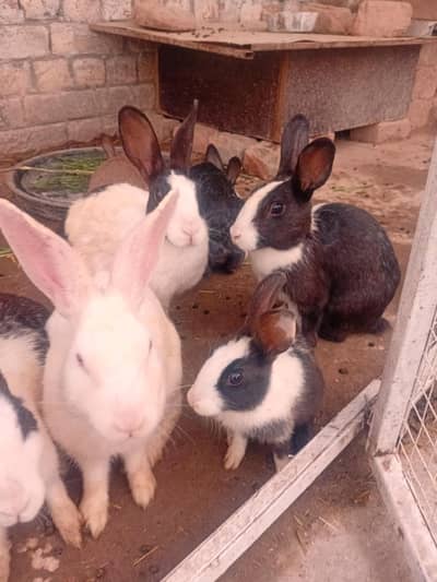 Rabbit Breeders Pair for sale . Aik Male  3 Females (03168333128)