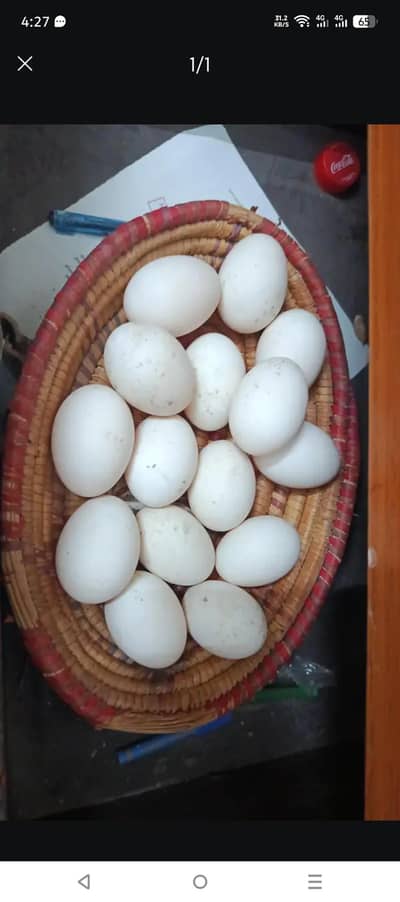 duck egg firtile