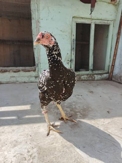 Aseel Pure Ghar Ka pali Murgi
