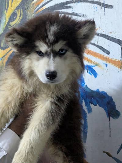 Purebreed Labrador Siberian husky Puppy