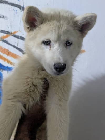 7Purebreed  Siberian husky Puppy