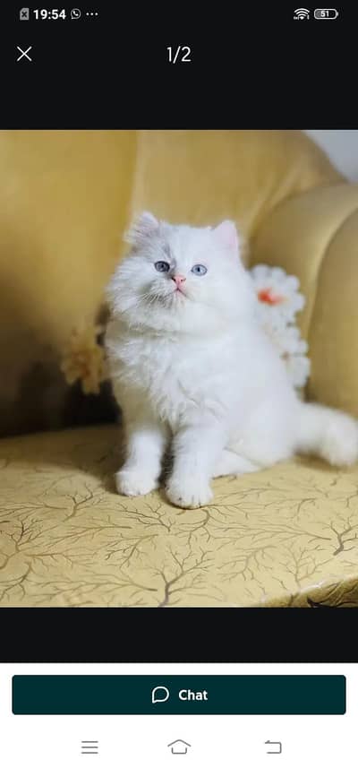 Persian cat for sale male or female my WhatsApp331=4372=136