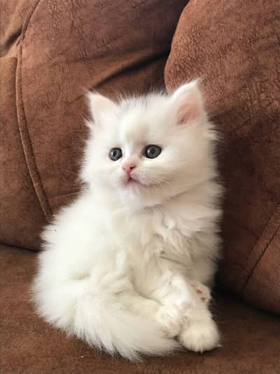 pure Persian triple coat kitten