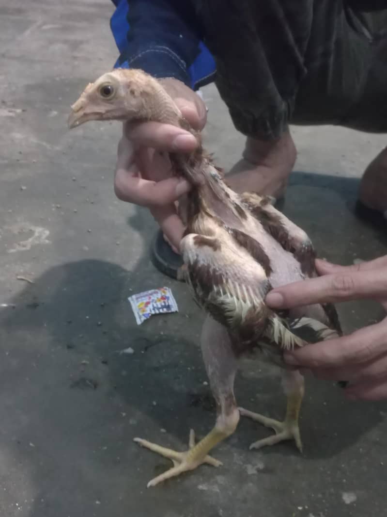 aseel chicks 3