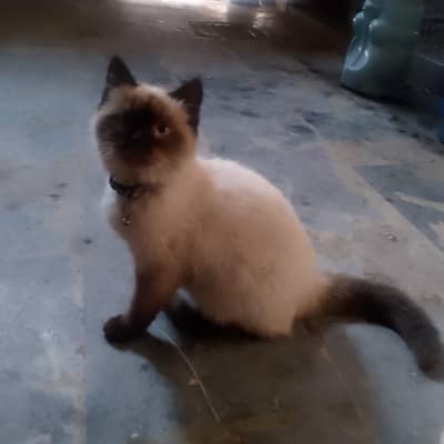 cat heet py a rhi h Mary pas male cat nh h