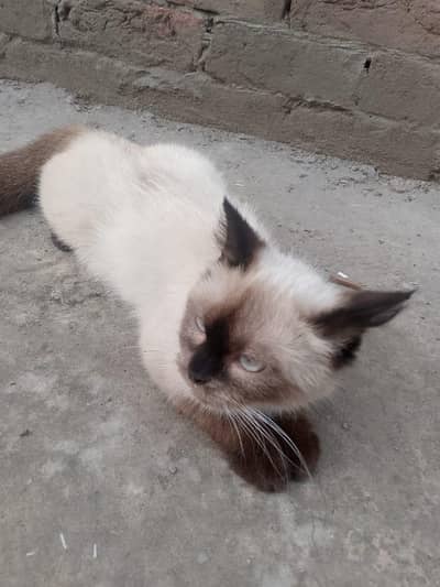 female cat for sell