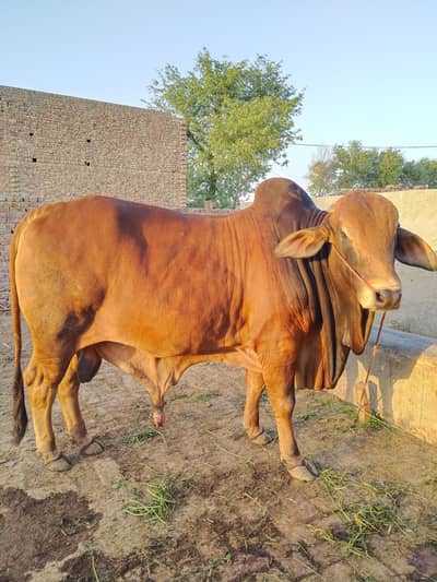 bachdy for sale location basirpur and Chok Hafiz lal