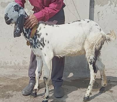 Pure Makhi cheeni | Cross Goat |i | 2 Dant