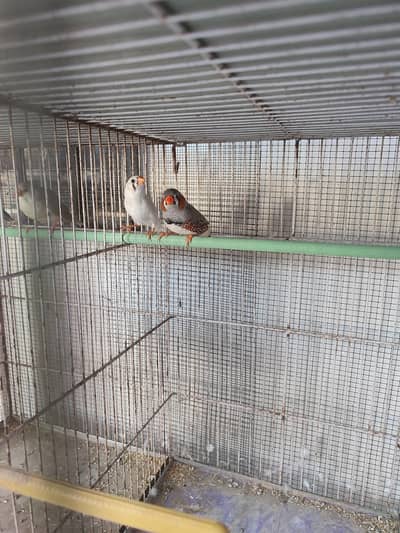 Finch young pair split orange