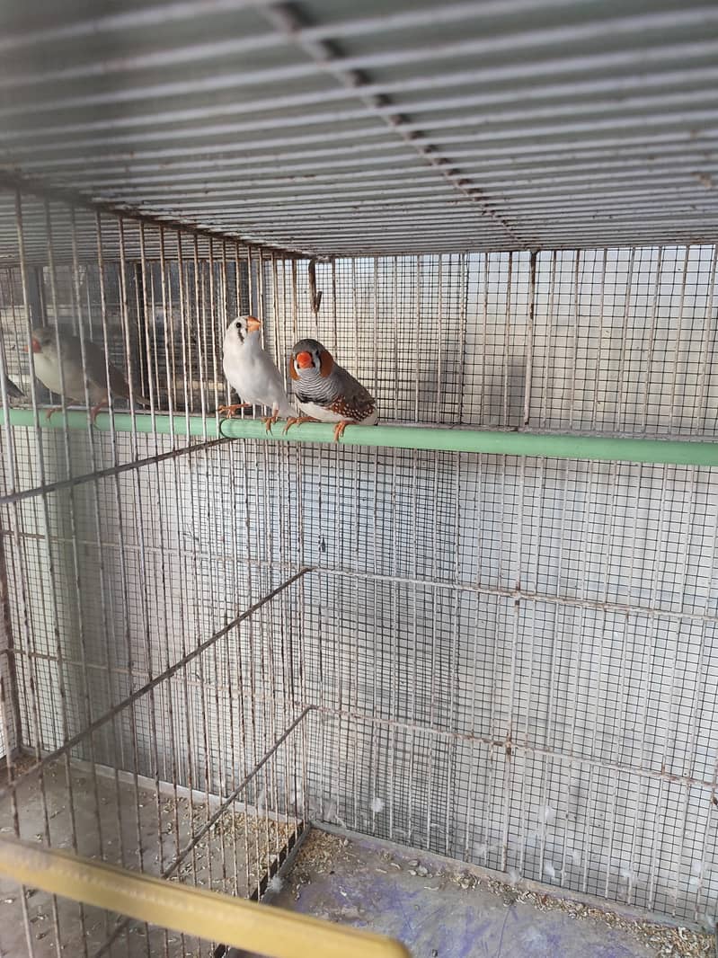 Finch young pair split orange 0
