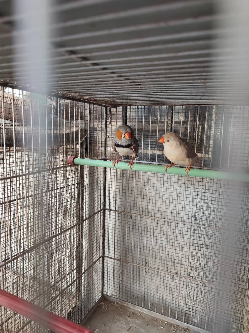 Finch young pair split orange 1