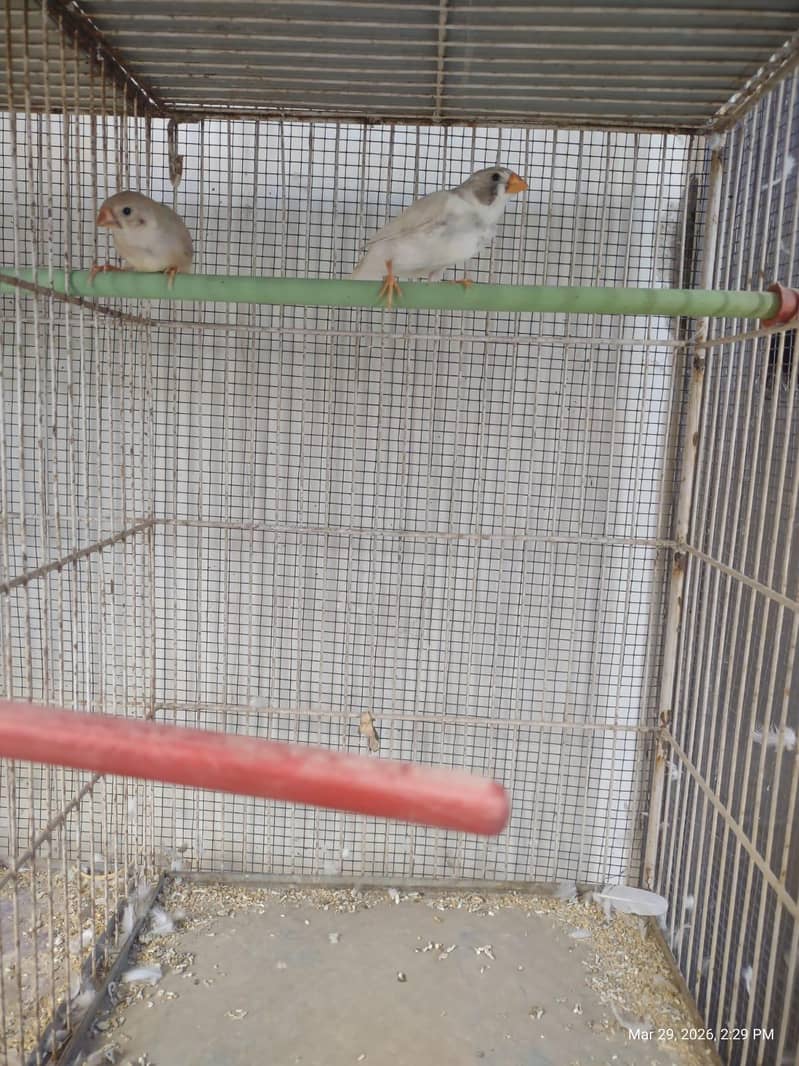 Finch young pair split orange 2