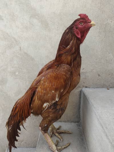 pure Pakistani Murga khari takhti ka