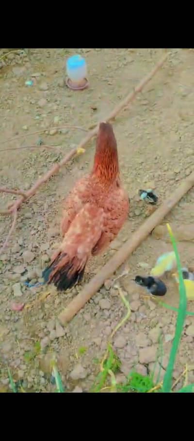 aseel bantam molted Mili black polish for sale in kotla Arab Ali Khan