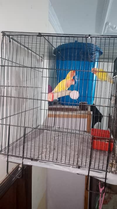 one pair with 1 baby parrot with 4 eggs