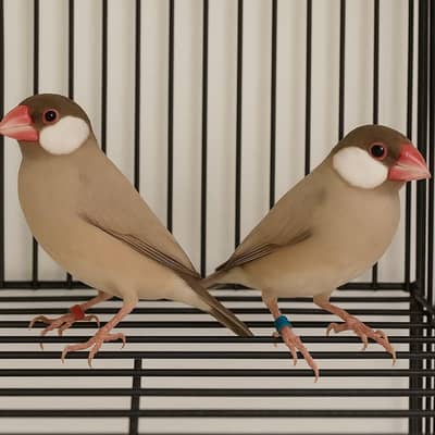 fawn breader pairs available 03143275503