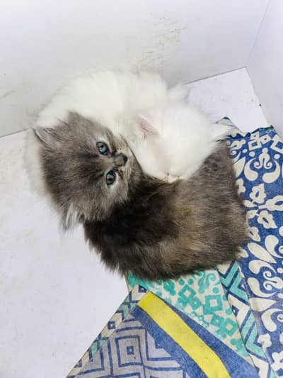 Persian kittens