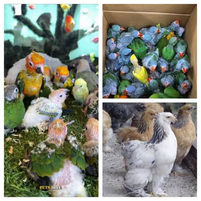 parrot | parrot chick's | yellow parrot | parrot chick's for sale