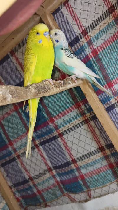 Budgies breeder pair