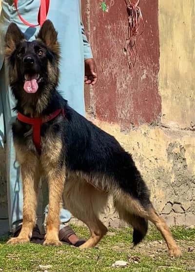 German shepherd female full long Cort show class female