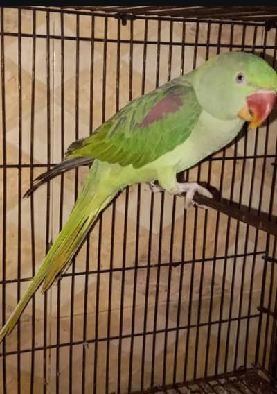 Raw female parrot for sale