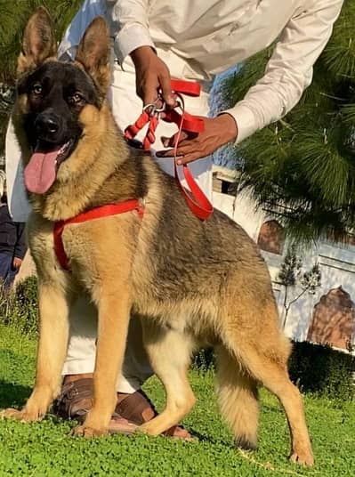 Alsatian bagiyadi male full security guard full train male