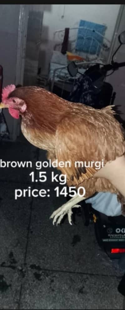 2 brown golden Misri murgi