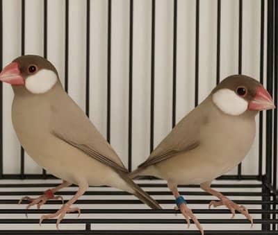 Albino red eye and pale fellow and fawan jawa