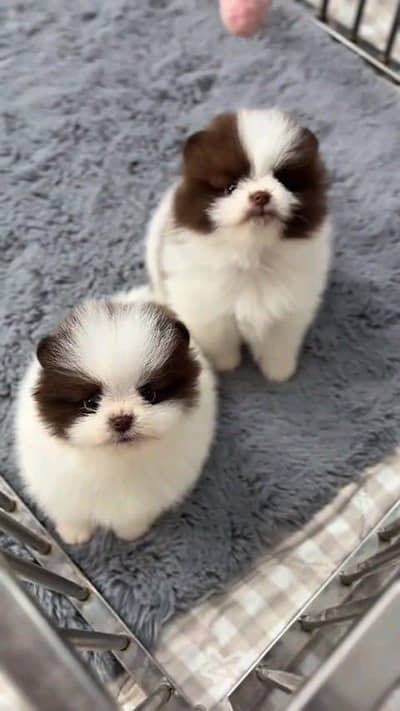 Pomeranian puppies for sale 2 month age Whatsapp no 03291198929