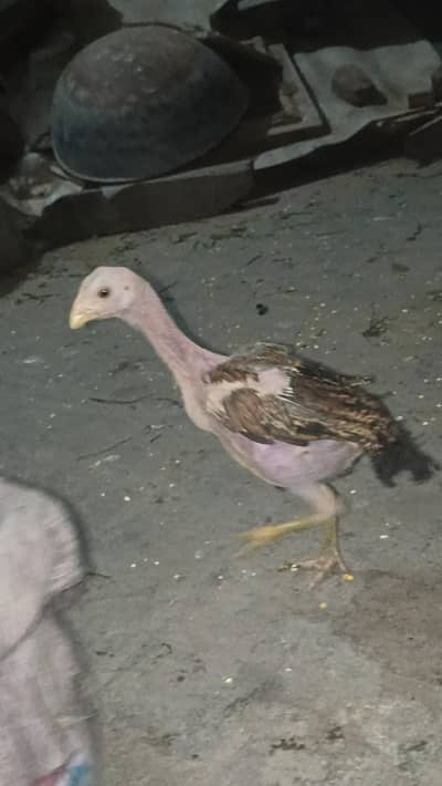 Home Breed all for sale  Thai Permoze Murgi eggs da rahi h