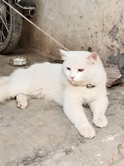 Russian cat for sale