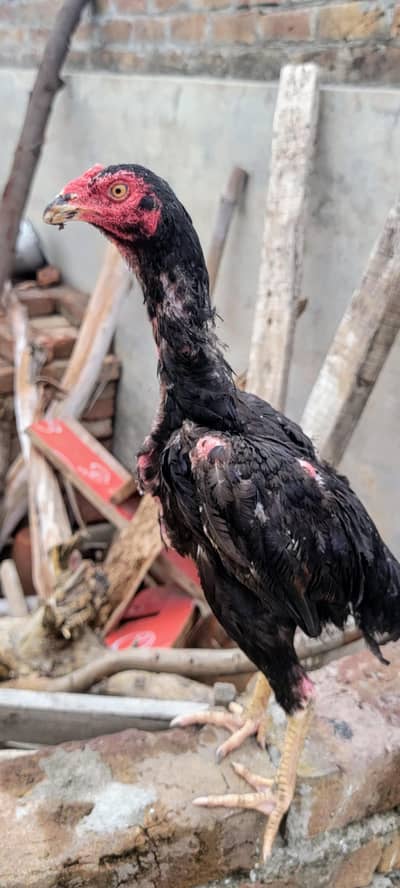 Mianwali Aseel High Quality Birds