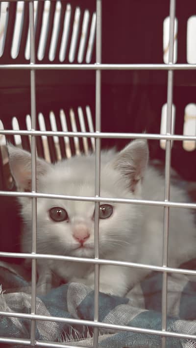 Persian white cat