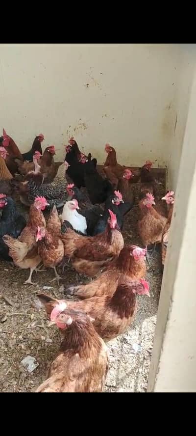 Desi//Golden misri murgain