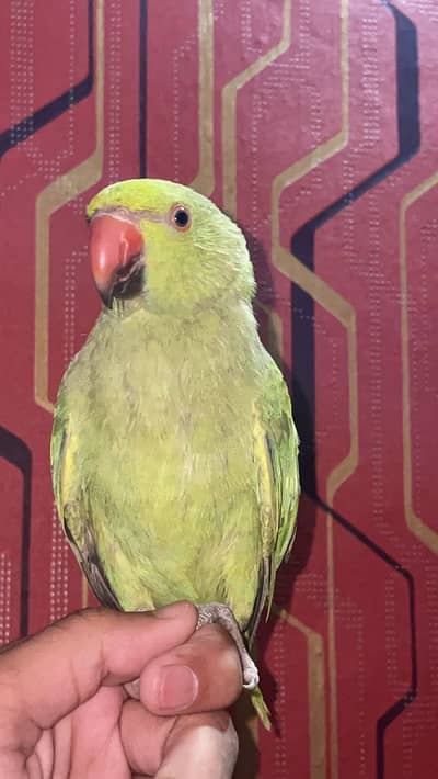 Hand tame green parrot