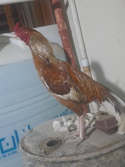 serious buyer rabta krain fazool rate lgany waly door rahain