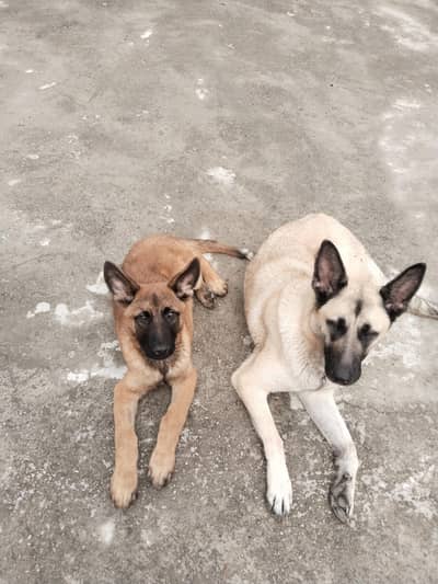 balgim malinuse world top breed