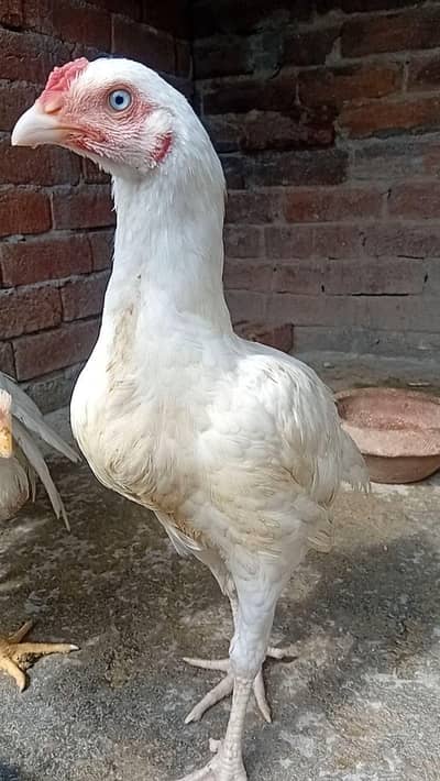 top qulity blue eyes white heera aseel Male phatha