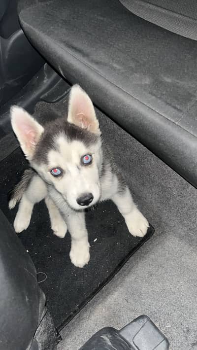 Siberian husky