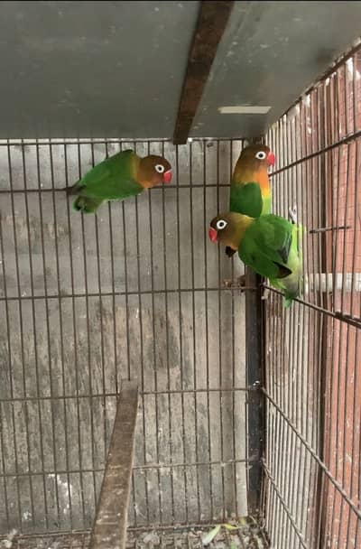 Green fisher lovebirds