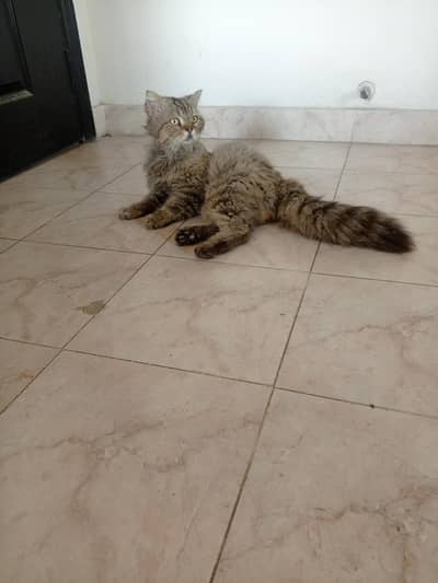 Persian cat for salee