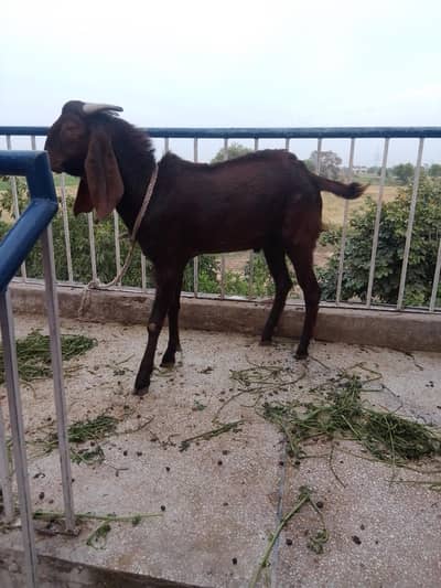 goats for sale Bakra Eid