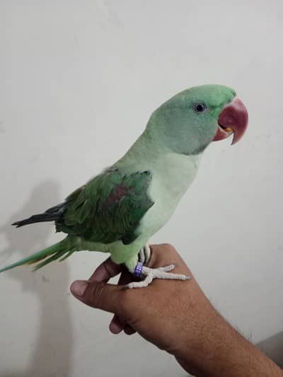 Friendly Talking Parrot  for Sale