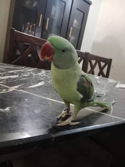Friendly Talking Parrot  for Sale
