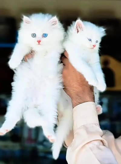 Persian female kitten for sale delivery available all Pakistan