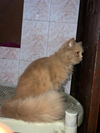 Persian kitten cat for sale