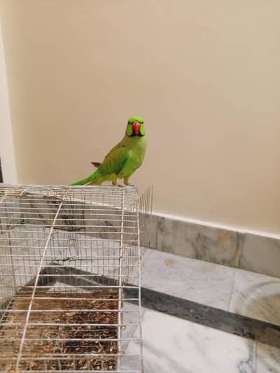 only what app number