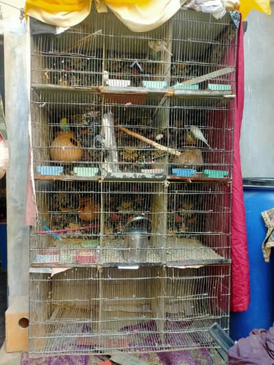 12 Portion Iron Cage for Sale - Best Price!