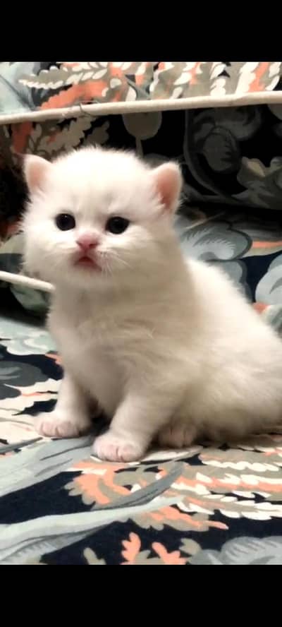 persian punch face kitten for sale