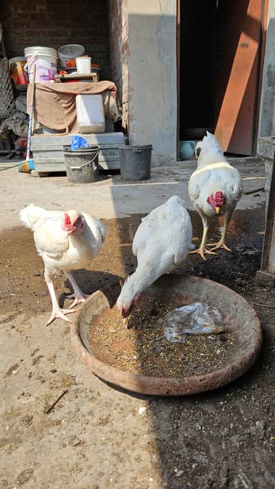 Aseel Heera white Aseel